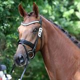 STRAIGHT HORSE ROZINA.jpg