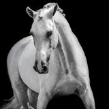 WH ASCA Z 5.jpg