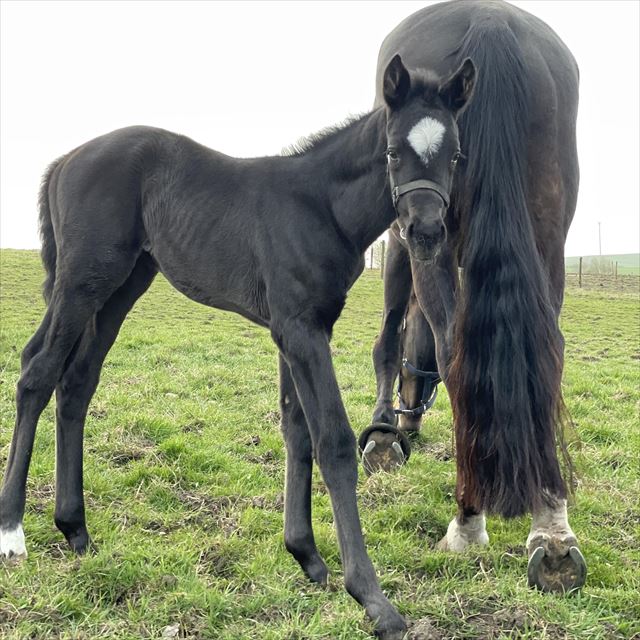 Höwi’s Janeira Platina