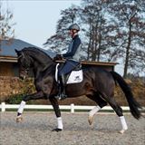 WH IMPRESSION 3.jpg