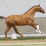 DYNAMIC GOLD GE Galop.jpg