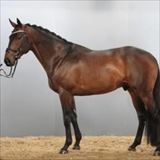 Rex Shipping xx dvh 1069.jpg