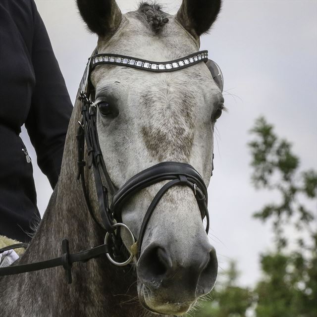 KIRKELODGAARD'S CHASMIN