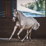 MOELLEAAENS BELISSIMA