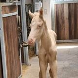 WANDERER OF LOVE føl.jpg