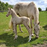 WANDERER OF LOVE føl 1.jpg