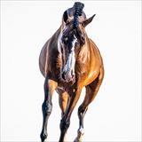 WH UTAMARO D'ECAUSSINES Z.jpg