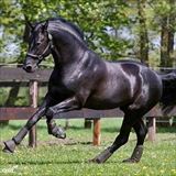 WH Astrix 6.jpg