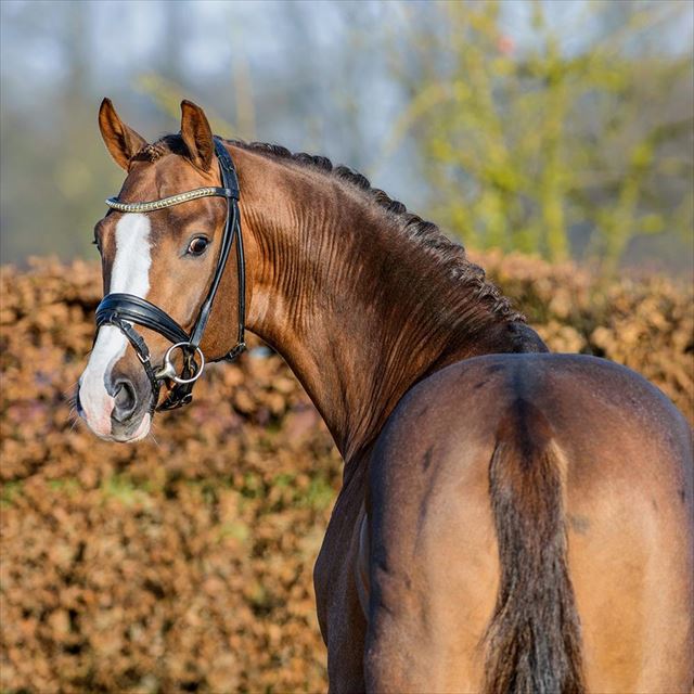 JUWEL