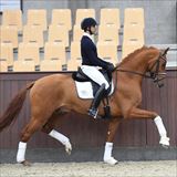 WH BLUE HORS VALENZO 1.jpg