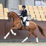 WH BLUE HORS VALENZO 2.jpg