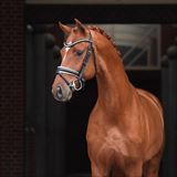 WH BLUE HORS VALENZO.jpg