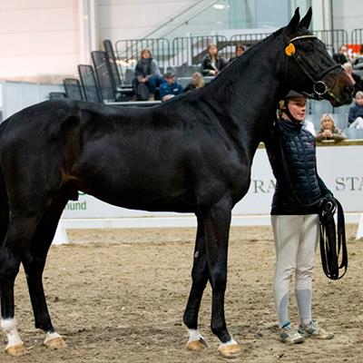 F ROCKWILDER D’GRANDIN Z