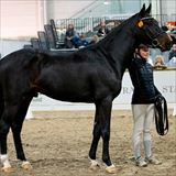 F Rockwilder d’Grandin Z.jpg