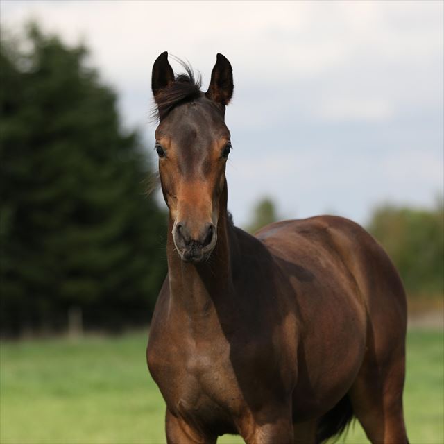 Det er let at sætte heste til salg på Wauwhorse.com...