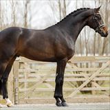 MISTER DIAMOND 1.jpg