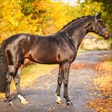 WH PRINCE FABRICE OLD 1.jpg