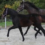 NOCELLA