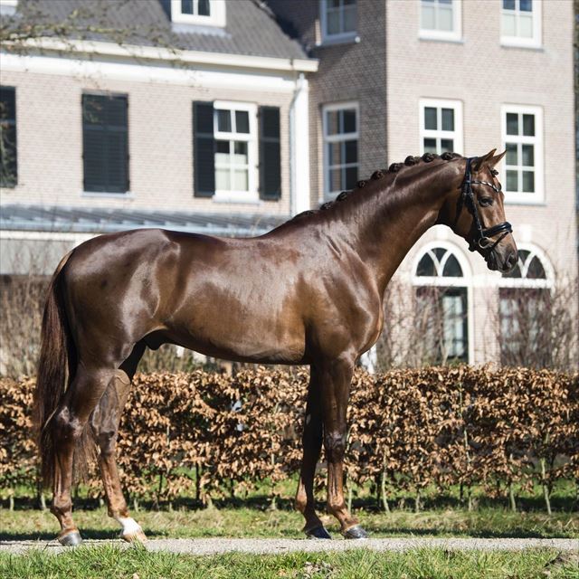 DUTCH DREAM