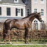 Dutch Dream 3.jpg