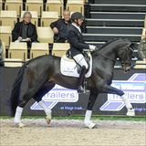 Zanetti Stallion.jpg