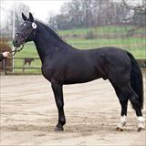 Edelstern OLH 882.jpg