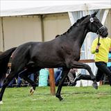 BLUE HORS GLAMOURVILLE 1.jpg