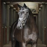 BLUE HORS GLAMOURVILLE.jpg