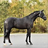 BLUE HORS GLAMOURVILLE 2.jpg