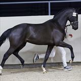 Olivier 2.jpg