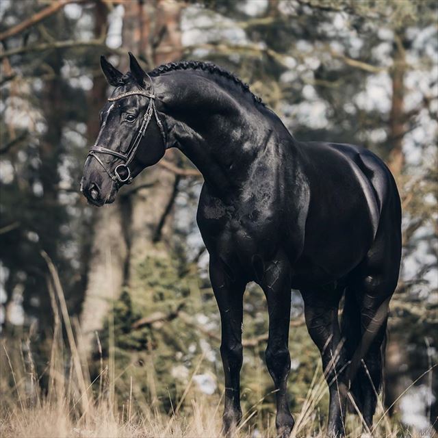 PHENOMENE BLEU VDM