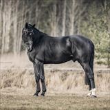 WH PHENOMENE BLEU VDM.jpg
