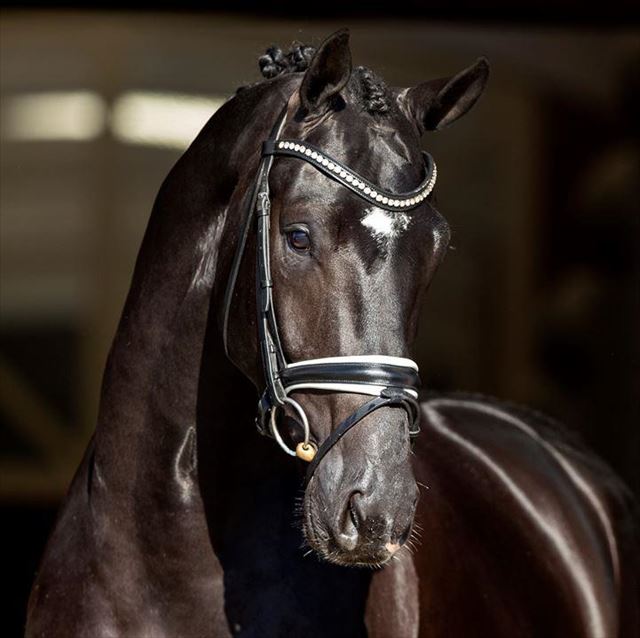 NORDIC BLUE HORS