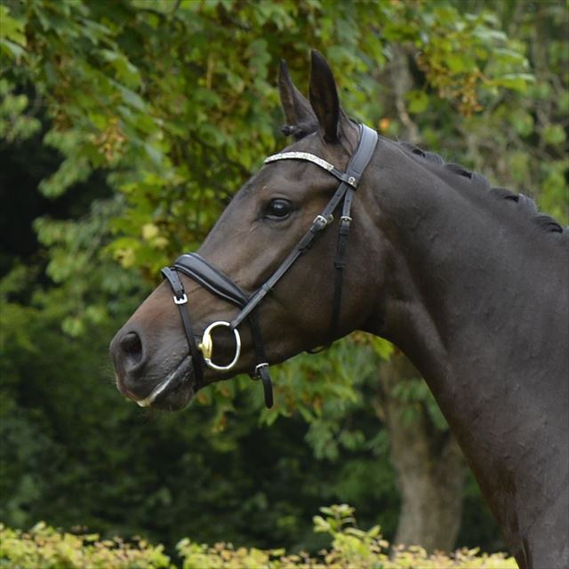 Straight Horse Ascenzione