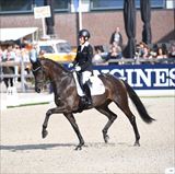Straight Horse Ascenzione 2.jpg