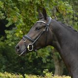 Straight Horse Ascenzione.jpg