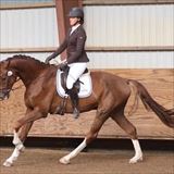 Boston galop.jpg