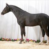 BLUE HORS DIAMOND DANCER.jpg