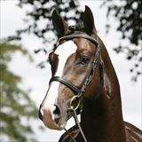 BLUE HORS DIAMOND DANCER 2.jpg