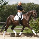 BLUE HORS DIAMOND DANCER 1.jpg