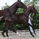 Tobajo Martial føl.jpg