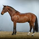 TOBAJO PICEZ DVH 1130.jpg