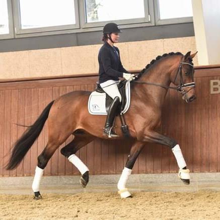 BLUE HORS VICONTE
