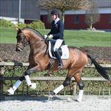 Blue Hors Viconte 1.jpg