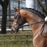 Blue Hors Viconte 3.png