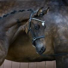 Vil du købe en hest?