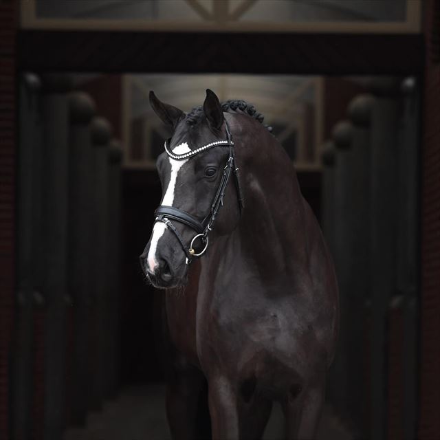 BLUE HORS FLORENT