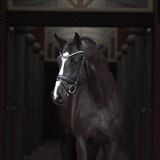 Blue Hors Florent.jpg