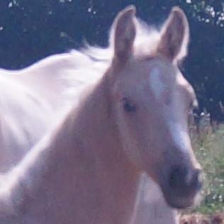 MOELLEAAENS GOLDEN FÜRSTIN