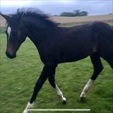 STALD BIRCHS PEEKABOO